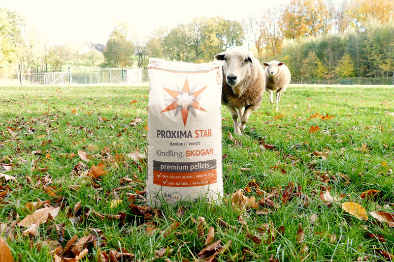 koop kindling skogar nu